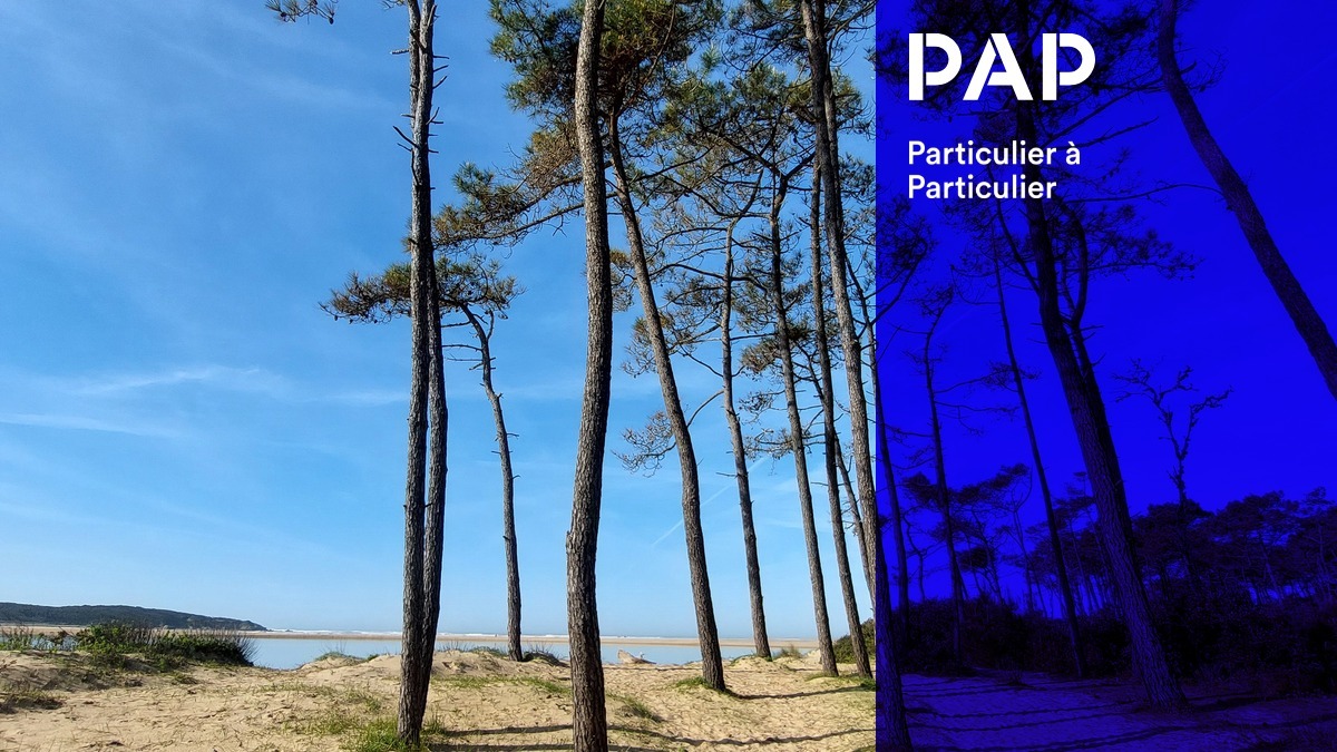 Pins et sable fin en Vendée, comme ici à Talmont-Saint-Hilaire.
