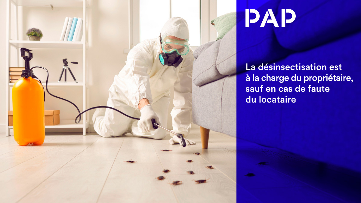 Infestation de nuisibles ? C’est au propriétaire de payer, pas au locataire.