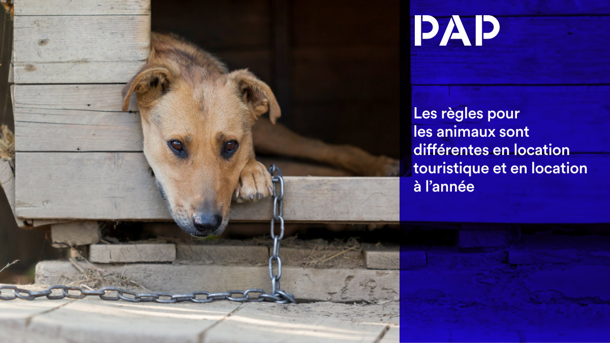 Le propriétaire peut interdire les animaux en location de vacances.