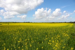 Terrain aménagé Ondres (40440)