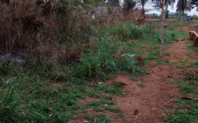 Yaoundé - Mvog Manze - Proche Odza