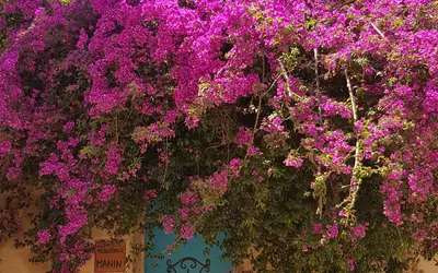 Alger
