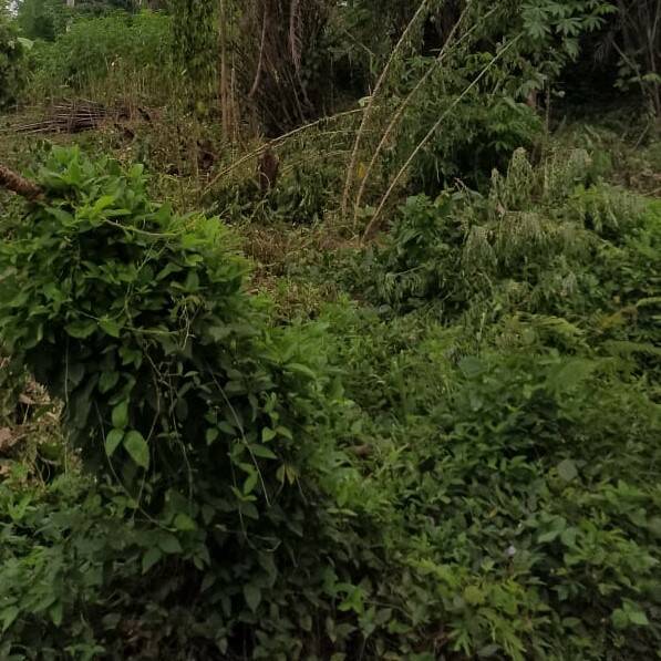 Côte D'ivoire