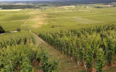 Gevrey-Chambertin (21220)