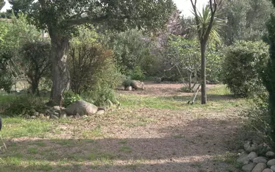 Lecci (20137)