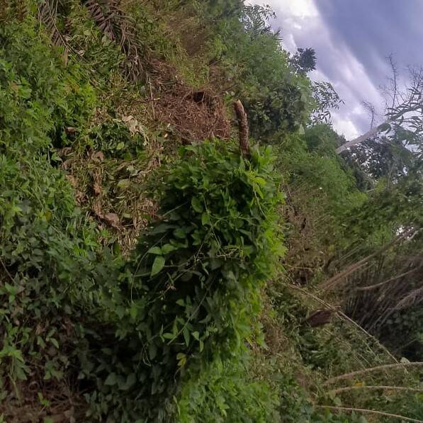 Côte D'ivoire