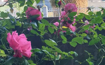 Montreuil - Avec Jardin