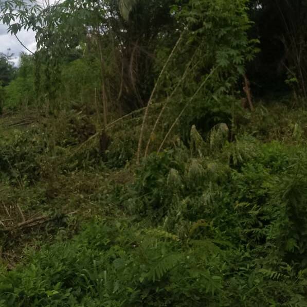 Côte D'ivoire