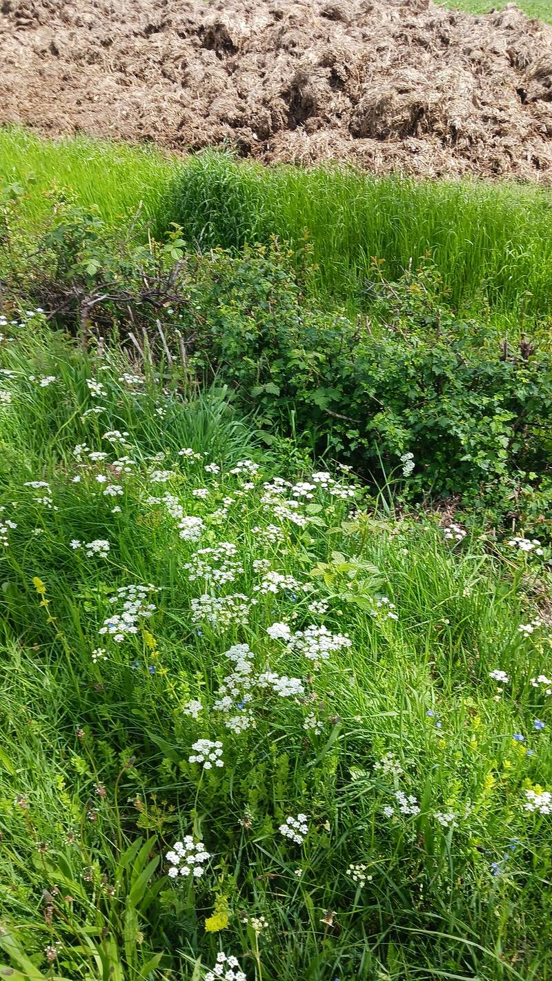 Collongues (06910)