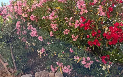Puget-Sur-Argens (83480)
