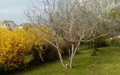 Coulounieix-Chamiers (24660)