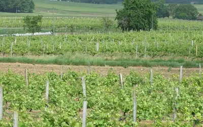 Montchaude