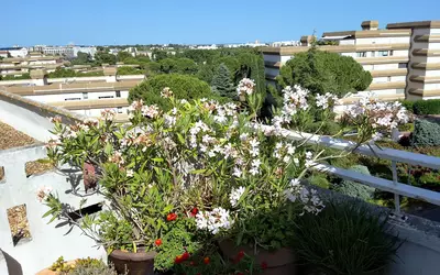 Montpellier