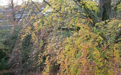 Roubaix (59100)