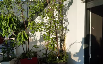 Colombes (92700)