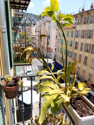 Vente appartement 3 pièces Nice (06)