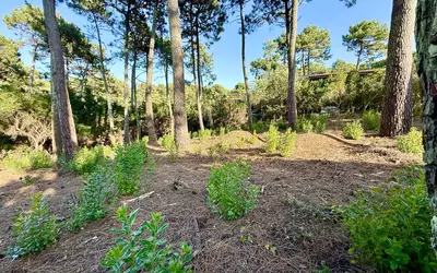 Lège-Cap-Ferret (33950)