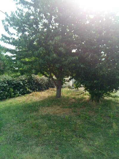 Vente maison 6 pièces Brain-sur-Allonnes (49650)