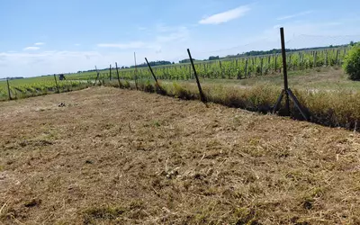 Pauillac (33250)