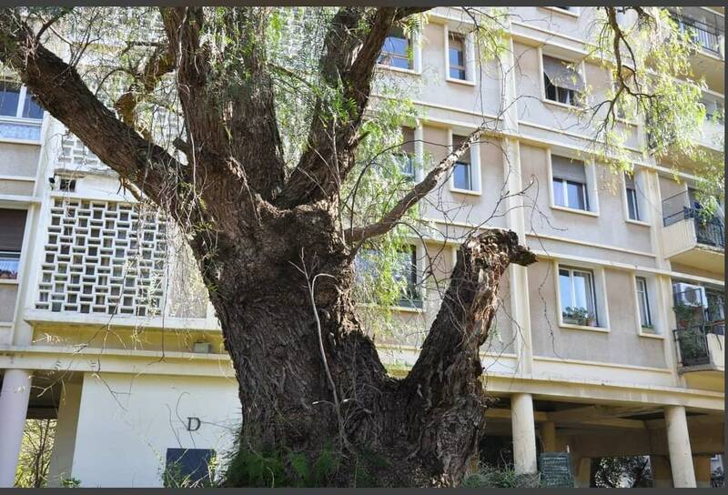 Hydra  / Alger