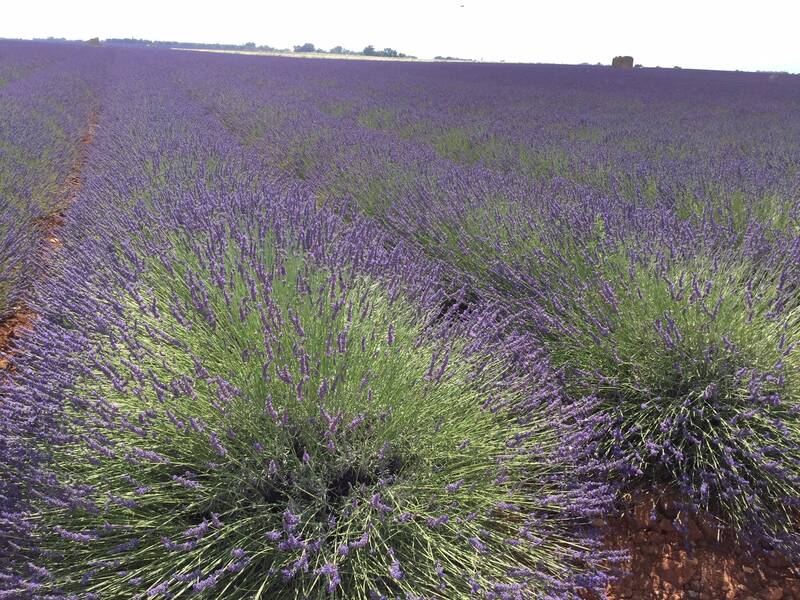 Allemagne-En-Provence (04500)
