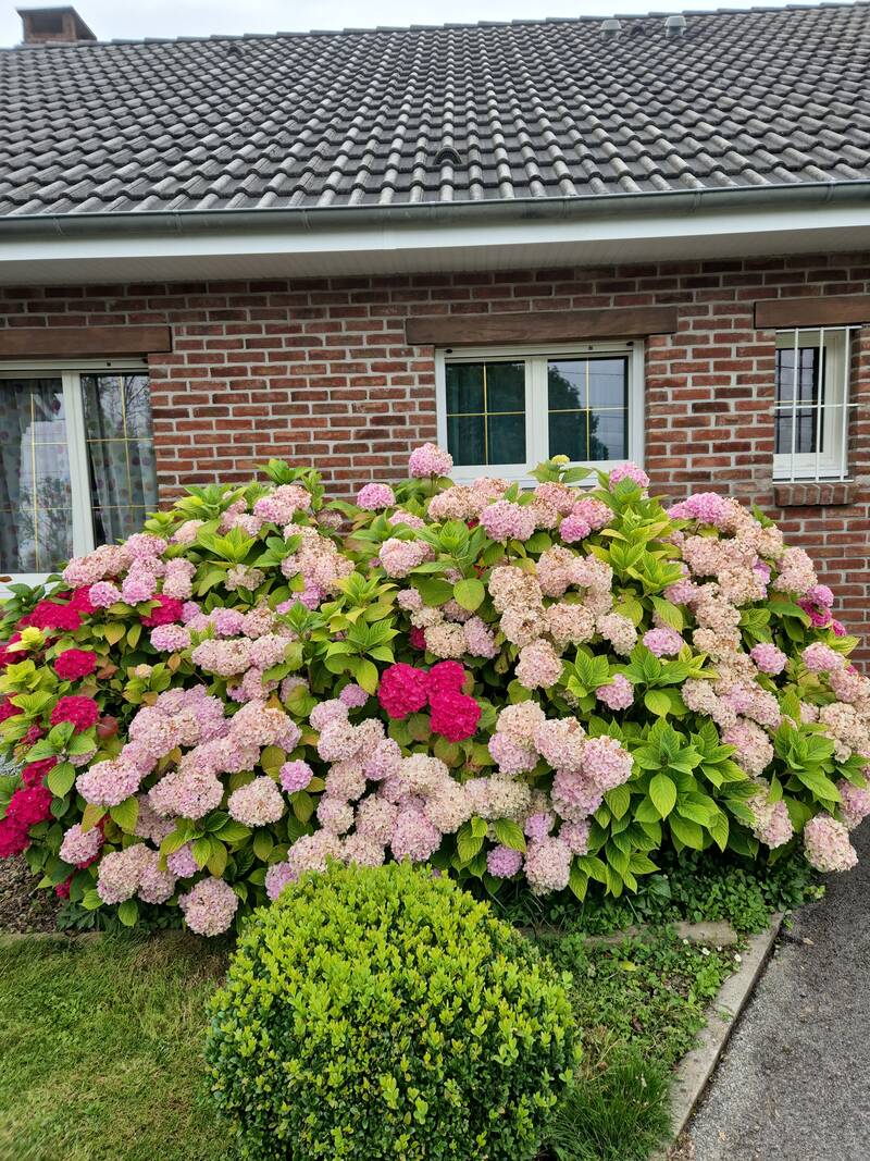 Buire-Au-Bois (62390)