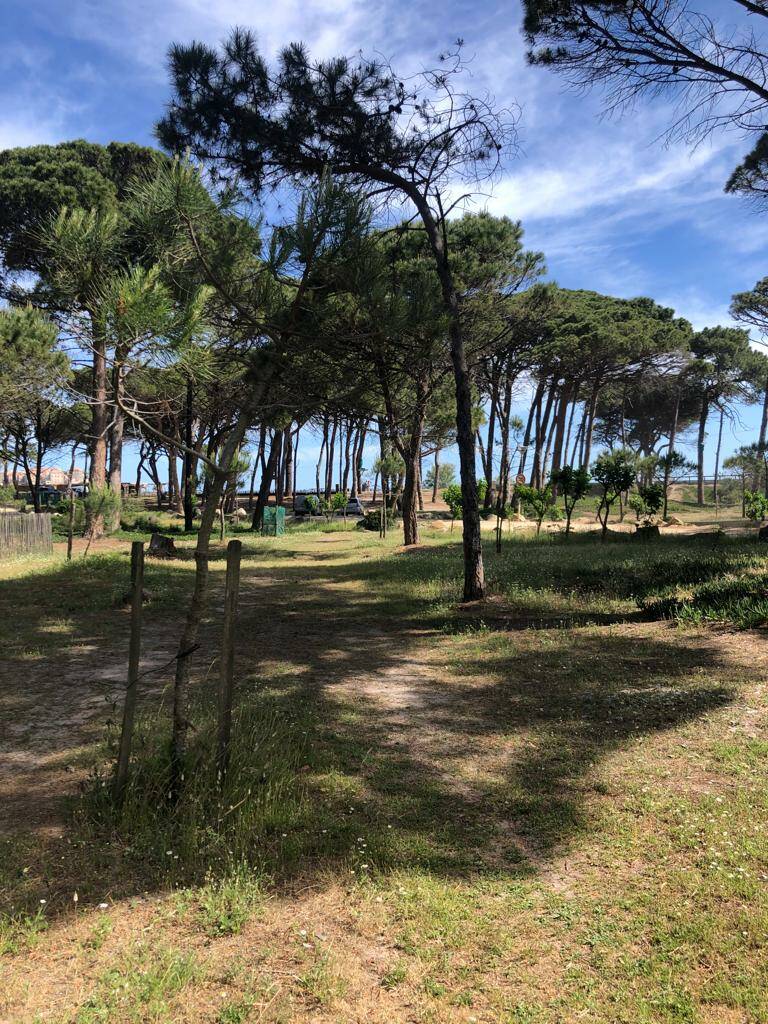 Calvi (20260)