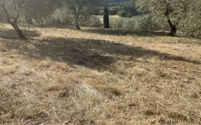 Neffiès (34320)