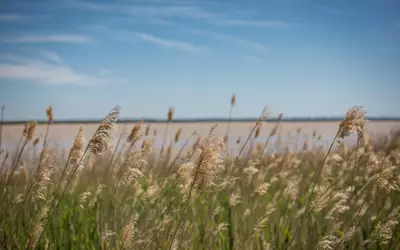Pauillac (33250)