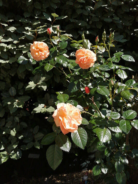 Bègles (33130)