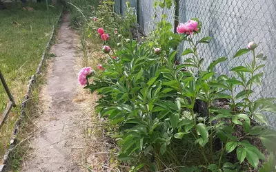 Surgy (58500)