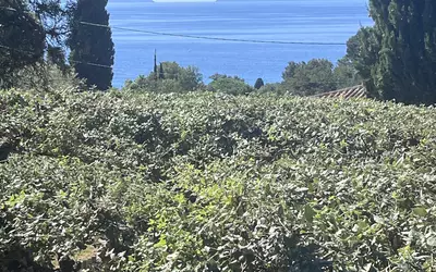 Rayol-Canadel-Sur-Mer (83820)