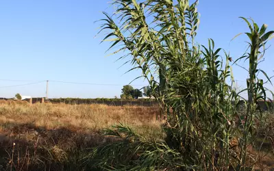 Chipiona
