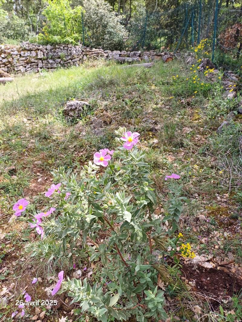 Cabasse (83340)