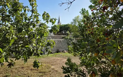La Couarde-Sur-Mer (17670)