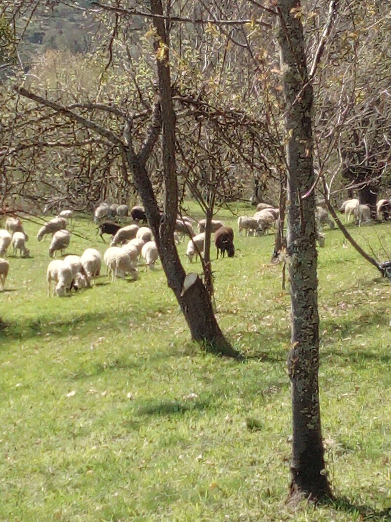 Mercus-Garrabet (09400)