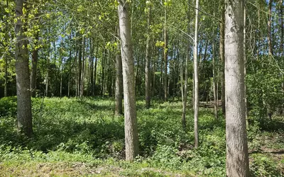 Dissay (86130)