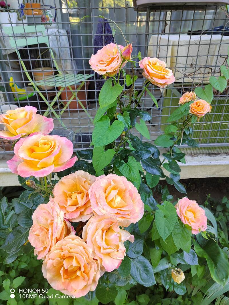 Marly-Le-Roi (78160)