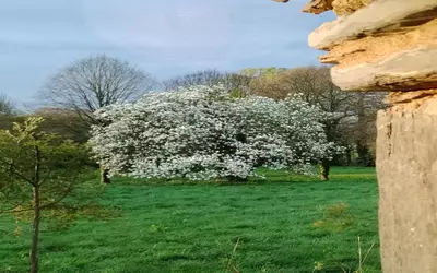 Rougé