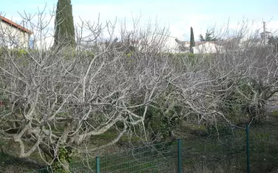 Caromb (84330)