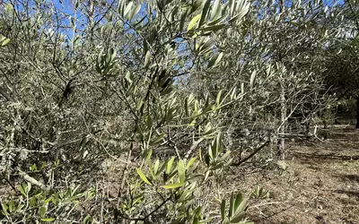 Aujargues (30250)