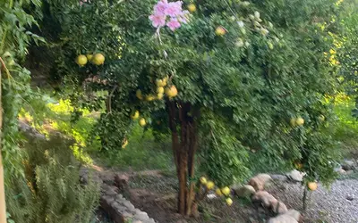 Maroc
