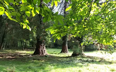 Rambouillet