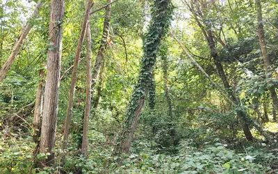 Guérard (77580)