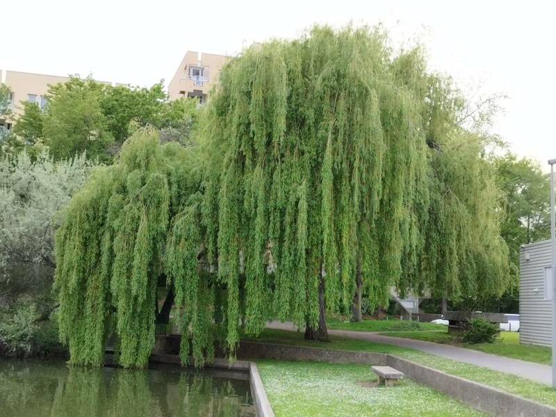Champs-Sur-Marne (77420)