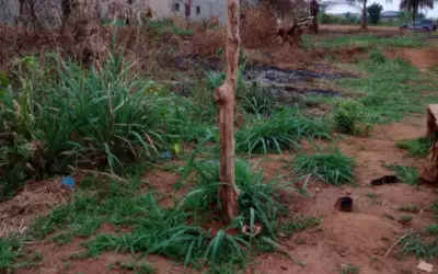 Yaoundé - Mvog Manze - Proche Odza