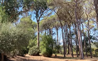 La Londe-Les-Maures (83250)