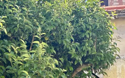 Perpignan (66000)