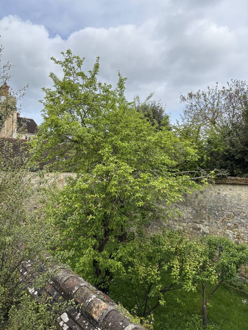 Fontainebleau (77300)
