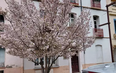 Amélie-Les-Bains-Palalda (66110)